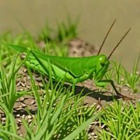 Duronia chloronota