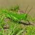 Duronia chloronota