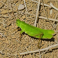Discolored Grasshopper (Melanoplus discolor)