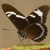 Danaid Eggfly