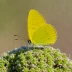 Dainty Sulphur