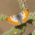 Desert Orangetip