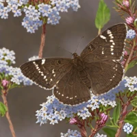 Dreamy Duskywing