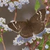 Dreamy Duskywing