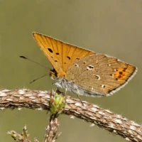 Dun Skipper