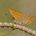 Dun Skipper