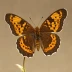 Duke of Burgundy