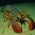 Deep shovelnose lobster (Linuparus somniosus)