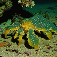 Deman's slipper lobster (Petrarctus demani)