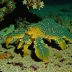 Deman's slipper lobster (Petrarctus demani)