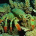Daum's reef lobster (Enoplometopus daumi)