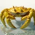 Deep-sea Golden Crab