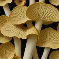 Dryad's Saddle