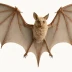 Dove Tail Bat 243