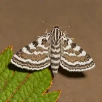 Dotted Gluphisia Moth