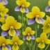 Downy Yellow Violet