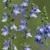 Dwarf Larkspur