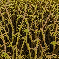Dictyoneurum californicum