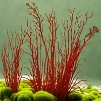 Dudresnaya verticillata