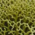 Dilophus spiralis