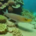 Dwarf moray