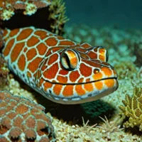 Dragon moray