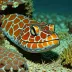 Dragon moray