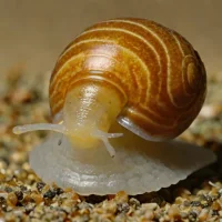 Dwarf Pond Snail (Galba truncatula)