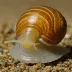 Dwarf Pond Snail (Galba truncatula)