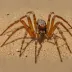 Desert Recluse (Loxosceles deserta)