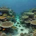 Djibouti Reefs