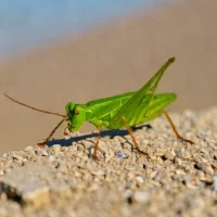 Darvaz grasshopper (Chorthippus darvazicus)