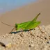 Darvaz grasshopper (Chorthippus darvazicus)