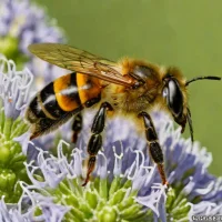 Dufourea halictula