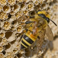 Davies' Colletes (Colletes daviesanus)