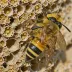 Davies' Colletes (Colletes daviesanus)