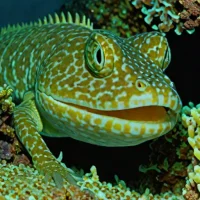 Deep-sea Lizardfish (Bathysaurus ferox)