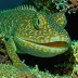 Deep-sea Lizardfish (Bathysaurus ferox)