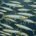 Deep-sea Smelt