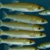 Deepsea Smelt (Bathylagus milleri)