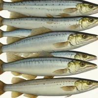 Deepsea Whiting