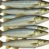 Deepsea Whiting