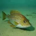 Deepsea Sole (Bathysolea profundicola)
