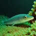 Deepsea Spiny Eel