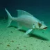 Deepsea Tripodfish