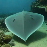 Deepsea Stingray (Plesiobatis daviesi)