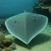 Deepsea Stingray (Plesiobatis daviesi)