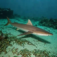 Deep-sea Sawshark (Pristiophorus nancyae)
