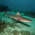 Deep-sea Sawshark (Pristiophorus nancyae)