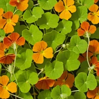 Dried Nasturtium